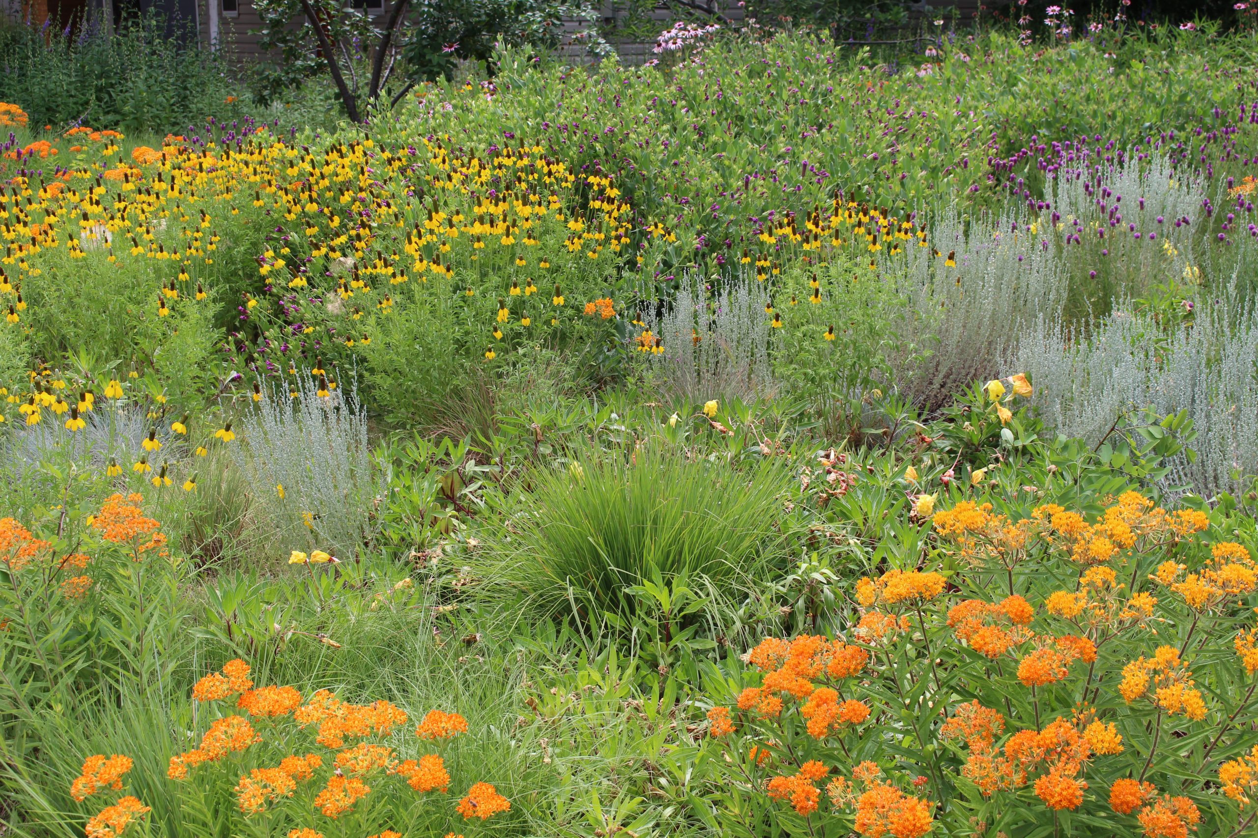 A lush garden full of multicolored Colorado native plants. 